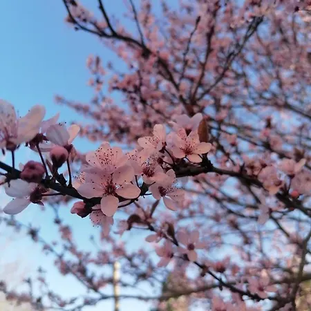 ベッド・アンド・ブレックファスト La Belle Vie